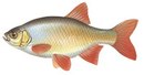 Яуренс - иконка «рыбалка» в Африканде